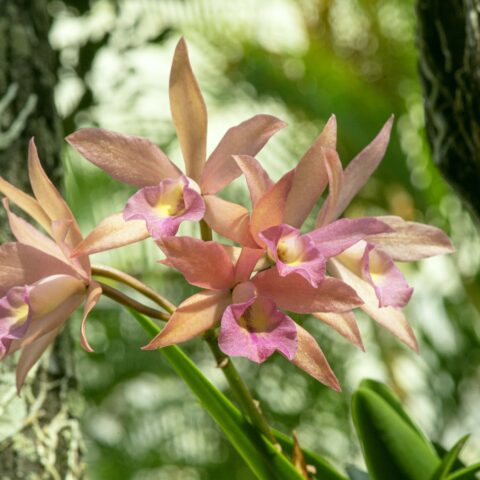 藤原更  沖縄国際洋蘭博覧会にて展示